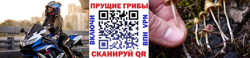 Галлюциногенные грибы Cubensis  Купить где  Будённовск 